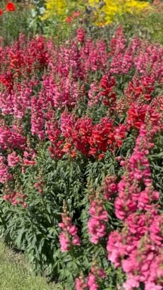 A visit to the beautiful Great Dixter. 

@greatdixterofficial 

#plants #planting #colour #noweed #flowers #gardens